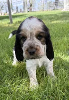 Nerissa, a female English Springer Spaniel for sale in Aberdeen, ID – 1 of 3