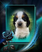 Paganini, a male English Springer Spaniel for sale in Aberdeen, ID – 4 of 6