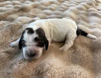 Chester, a male English Springer Spaniel for sale in Aberdeen, ID – 3 of 3