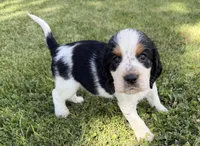 Paganini, a male English Springer Spaniel for sale in Aberdeen, ID – 6 of 6