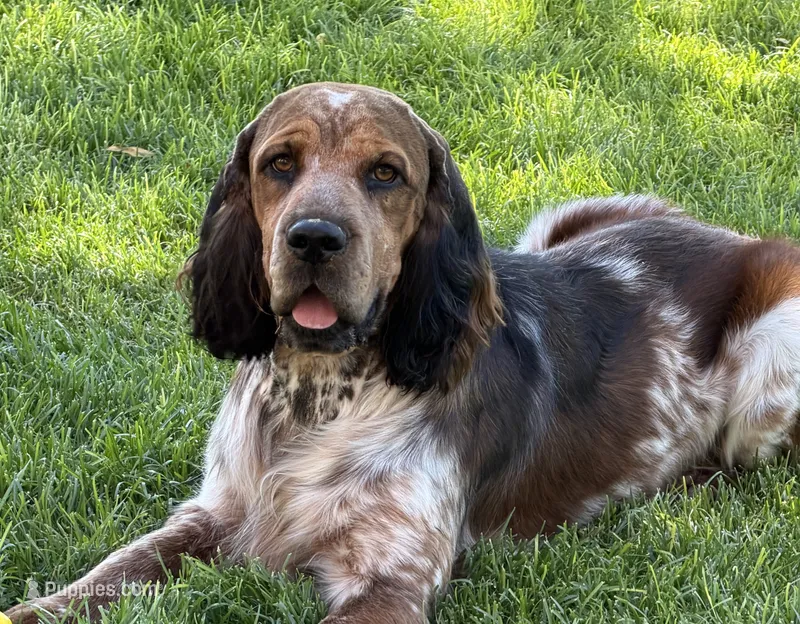 Passat Wind – English Springer Spaniel puppy for sale in Aberdeen, ID
