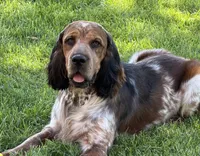 Passat Wind, a male English Springer Spaniel for sale in Aberdeen, ID – 1 of 3