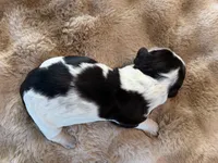 Astoria, a female English Springer Spaniel for sale in Aberdeen, ID – 2 of 3