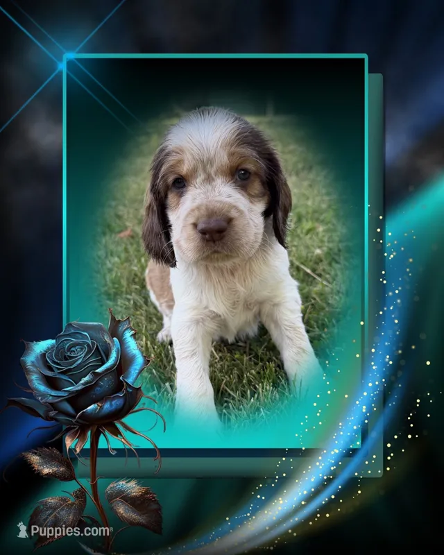 Born To Be Wild – English Springer Spaniel puppy for sale in Aberdeen, ID