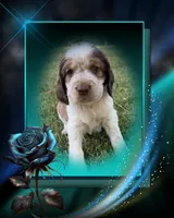 Born To Be Wild, a male English Springer Spaniel for sale in Aberdeen, ID – 1 of 3