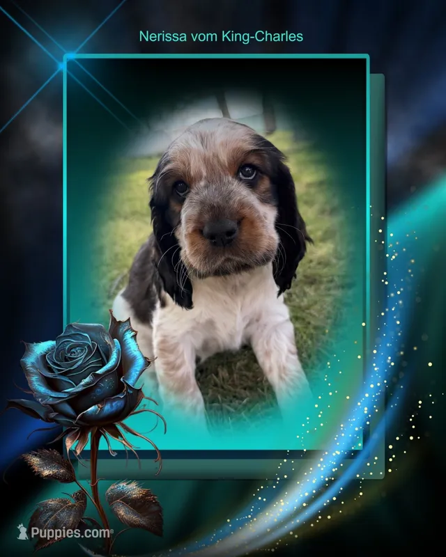 Nerissa – English Springer Spaniel puppy for sale in Aberdeen, ID