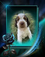 Oceanus, a male English Springer Spaniel for sale in Aberdeen, ID – 3 of 3