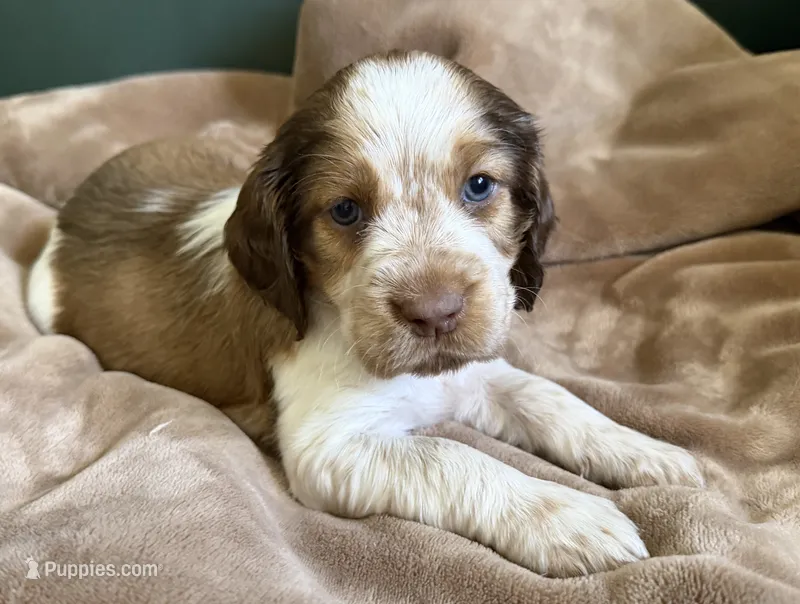 Bohemian Rapsody – English Springer Spaniel puppy for sale in Aberdeen, ID