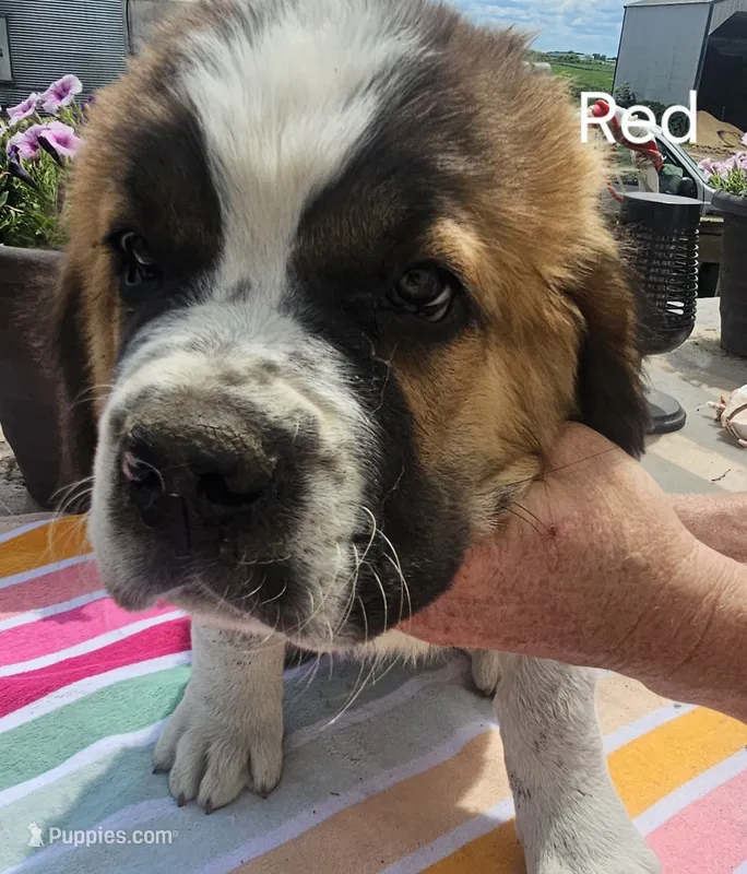 Red – Saint Bernard puppy for sale in Springfield, MN