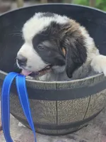 Dark Blue , a female Saint Bernard for sale in Springfield, MN – 4 of 4