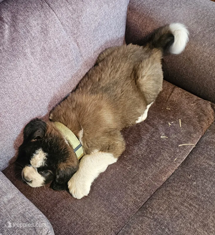 Neon Yellow  – Saint Bernard puppy for sale in Springfield, MN