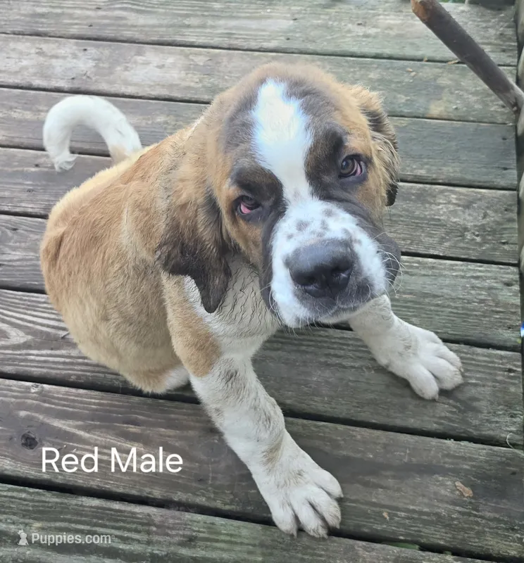 Red – Saint Bernard puppy for sale in Springfield, MN