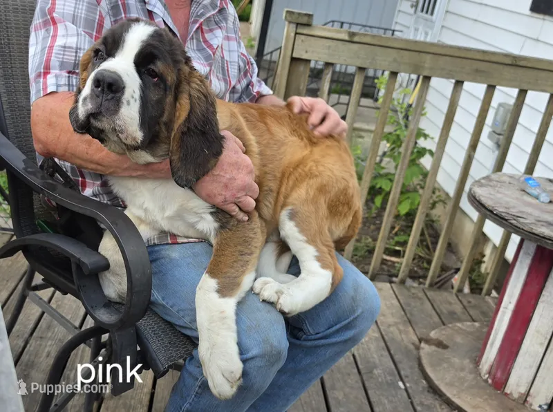 Pink – Saint Bernard puppy for sale in Springfield, MN