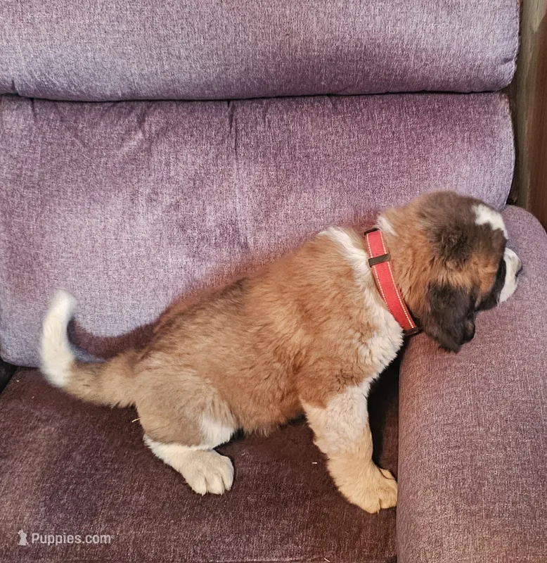 Red – Saint Bernard puppy for sale in Springfield, MN