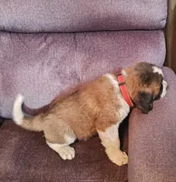 Red, a male Saint Bernard for sale in Springfield, MN – 1 of 2
