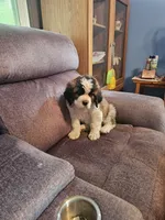 Dark Blue , a female Saint Bernard for sale in Springfield, MN – 2 of 2
