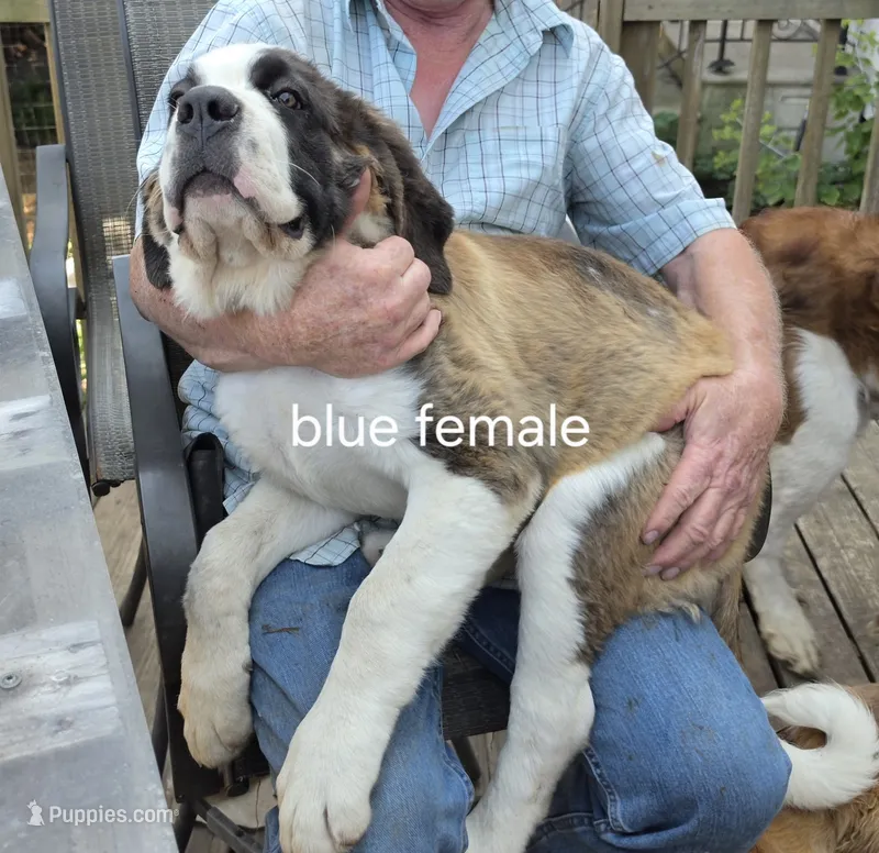 Dark Blue  – Saint Bernard puppy for sale in Springfield, MN