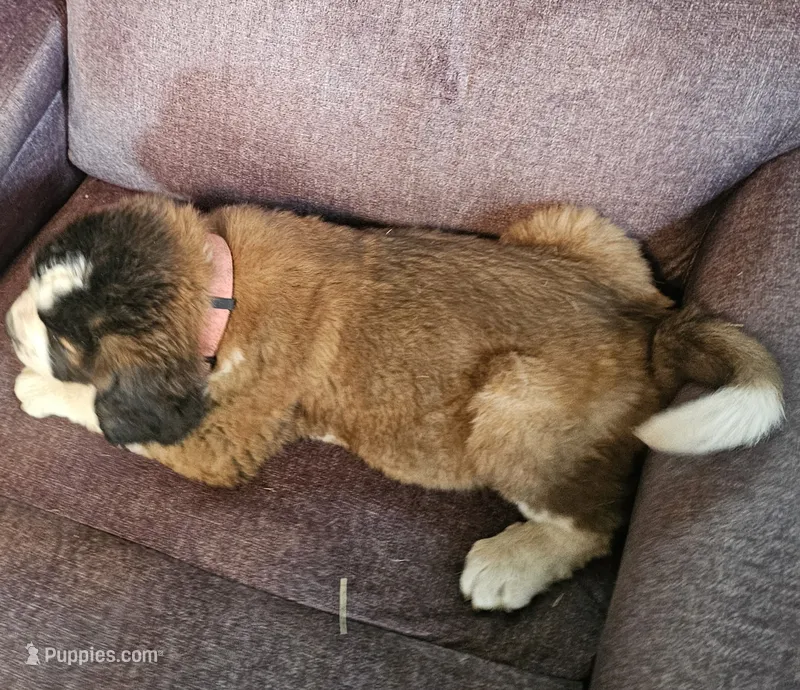 Pink – Saint Bernard puppy for sale in Springfield, MN