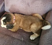Pink, a female Saint Bernard for sale in Springfield, MN – 1 of 3