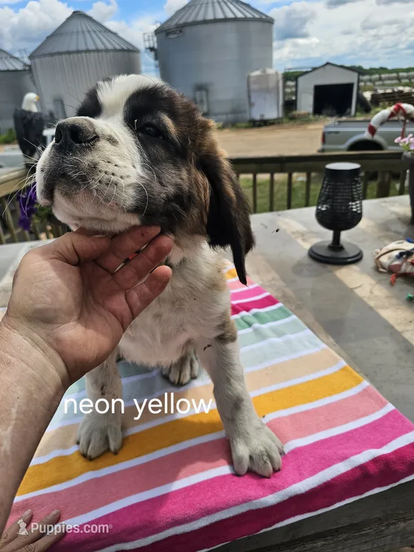 Neon Yellow  – Saint Bernard puppy for sale in Springfield, MN