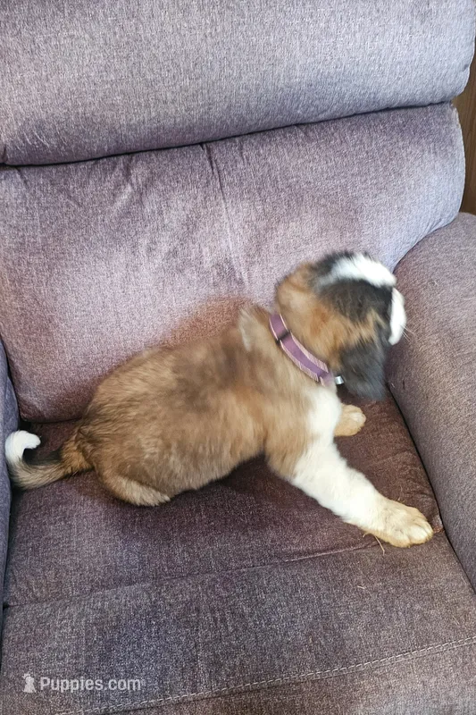 Purple  – Saint Bernard puppy for sale in Springfield, MN