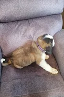 Purple , a female Saint Bernard for sale in Springfield, MN – 1 of 2