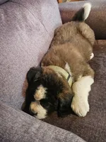 Neon Yellow , a male Saint Bernard for sale in Springfield, MN – 2 of 2