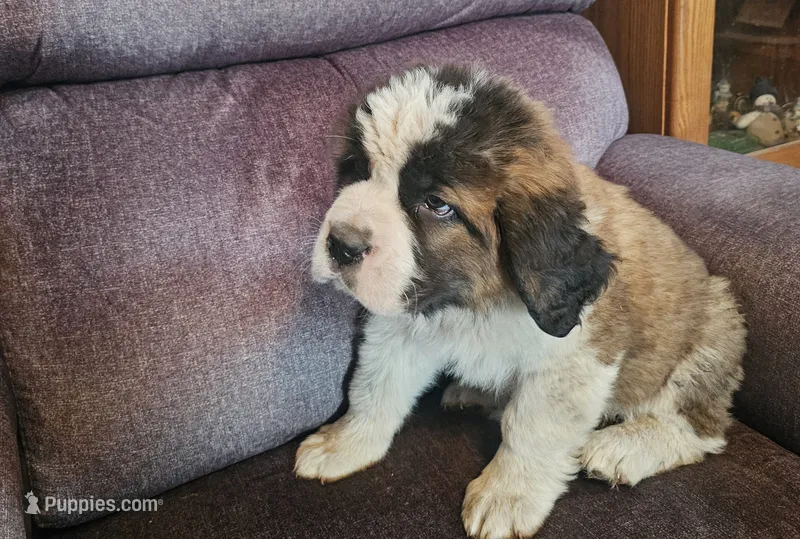 Black  – Saint Bernard puppy for sale in Springfield, MN