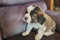 Black , a male Saint Bernard for sale in Springfield, MN – 1 of 2