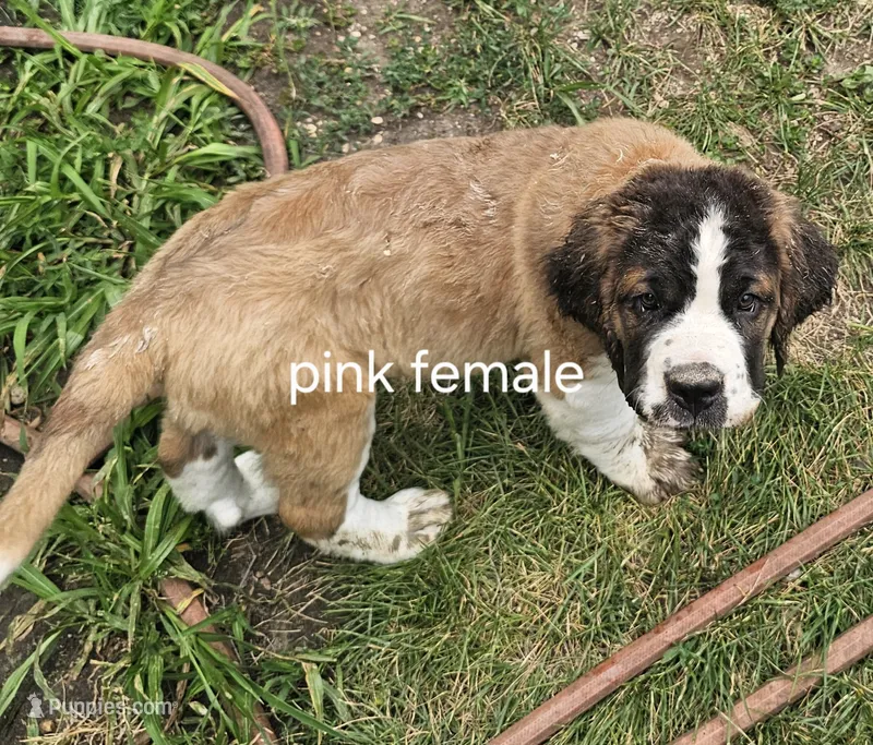 Pink – Saint Bernard puppy for sale in Springfield, MN