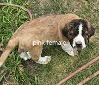 Pink, a female Saint Bernard for sale in Springfield, MN – 1 of 6