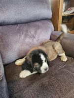 Pink, a female Saint Bernard for sale in Springfield, MN – 2 of 3