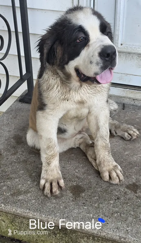 Dark Blue  – Saint Bernard puppy for sale in Springfield, MN