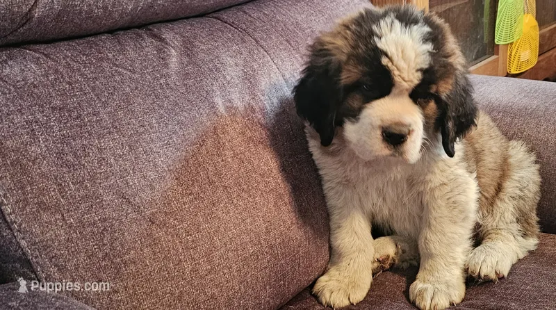 Dark Blue  – Saint Bernard puppy for sale in Springfield, MN