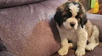 Dark Blue , a female Saint Bernard for sale in Springfield, MN – 1 of 2