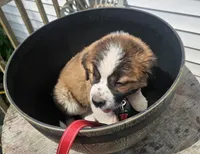Red, a male Saint Bernard for sale in Springfield, MN – 2 of 4