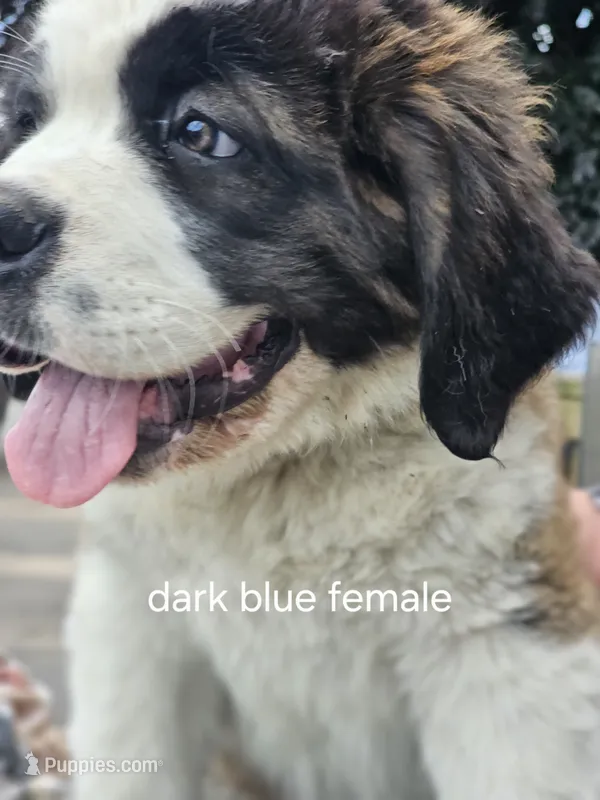 Dark Blue  – Saint Bernard puppy for sale in Springfield, MN