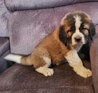 Red, a male Saint Bernard for sale in Springfield, MN – 2 of 2