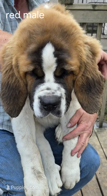 Red – Saint Bernard puppy for sale in Springfield, MN