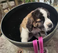 Pink, a female Saint Bernard for sale in Springfield, MN – 5 of 6