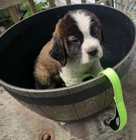 Neon Yellow , a male Saint Bernard for sale in Springfield, MN – 4 of 4