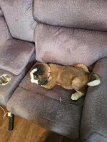 Pink, a female Saint Bernard for sale in Springfield, MN – 3 of 3