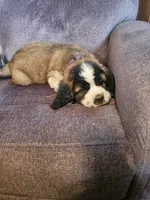 Purple , a female Saint Bernard for sale in Springfield, MN – 2 of 2