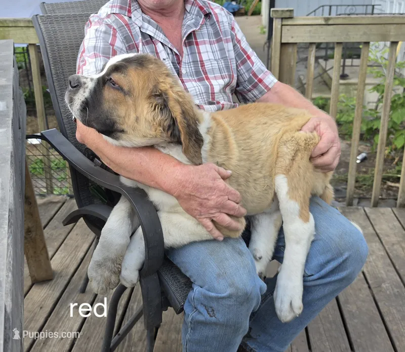 Red – Saint Bernard puppy for sale in Springfield, MN