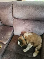 Black , a male Saint Bernard for sale in Springfield, MN – 2 of 2