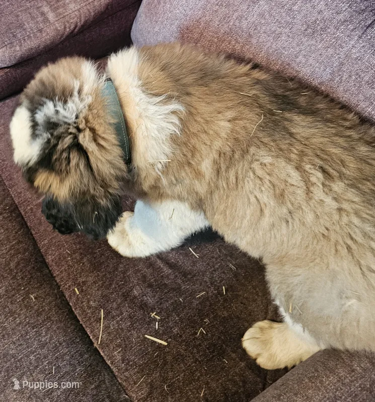 Light Blue  – Saint Bernard puppy for sale in Springfield, MN