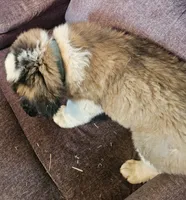 Light Blue , a male Saint Bernard for sale in Springfield, MN – 1 of 2