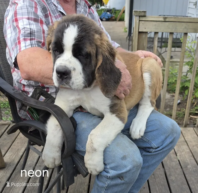 Neon Yellow  – Saint Bernard puppy for sale in Springfield, MN