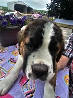Pink, a female Saint Bernard for sale in Springfield, MN – 6 of 6