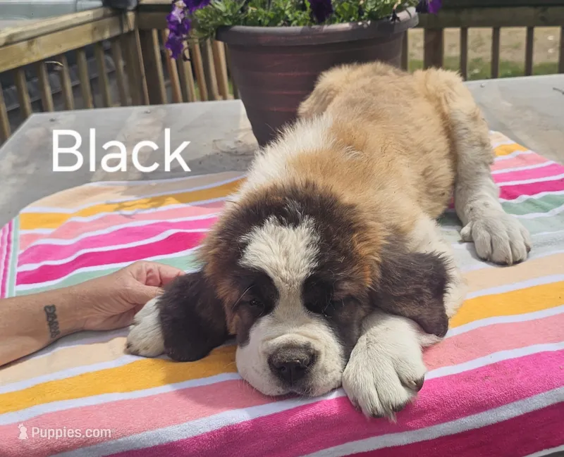 Black  – Saint Bernard puppy for sale in Springfield, MN